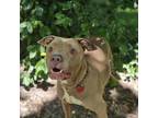 Adopt Hershey a Pit Bull Terrier, Mixed Breed