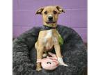 Adopt Liam a Beagle, Spaniel