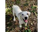 Adopt Oscar a Jack Russell Terrier, Mixed Breed