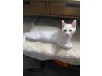 Adopt Pierre needs to be adopted with Popcorn a Domestic Short Hair, Siamese