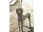 Adopt Harvey a Poodle
