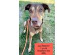 Adopt Jax (Shane) a Shepherd, Hound