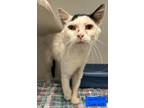 Adopt John a Domestic Short Hair