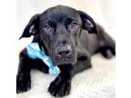 Adopt Pancake a Standard Poodle, Mixed Breed