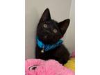 Adopt Leopard a Domestic Short Hair