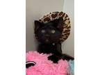 Adopt Panther a Domestic Short Hair