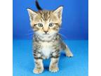 Adopt Louie- 061103S a Domestic Short Hair