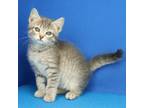 Adopt Precious 080601S a Domestic Short Hair