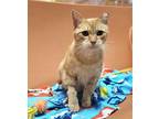 Adopt TANG a Domestic Short Hair