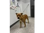 Adopt Bear Bear a Chow Chow, Terrier