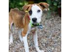 Adopt Freeze a Labrador Retriever, Hound