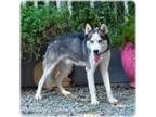 Adopt Slider a Husky