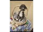 Adopt Foo Fido a Mixed Breed