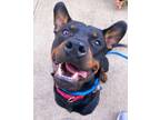 Adopt Finnick a Rottweiler, Mixed Breed