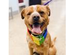 Adopt Varus - Available in Foster a Pug, Beagle