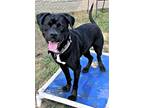 Adopt Tucker a Labrador Retriever