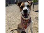 Adopt Buddy a Mixed Breed