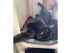 Adopt Cletus a Domestic Short Hair