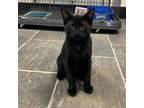 Adopt Ares a Domestic Short Hair