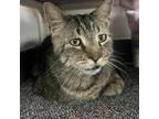 Adopt Lip a Domestic Short Hair