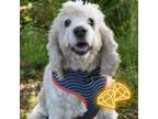 Adopt Jeter a Cocker Spaniel