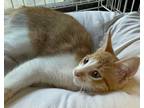 Adopt Ronan a Domestic Short Hair