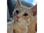 Adopt Phoenix a Tabby