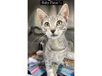 Adopt Baby Patas a Domestic Short Hair