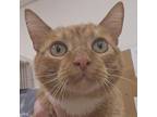 Adopt Leopolp a Domestic Short Hair