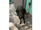 Adopt Shadow #302 a Retriever