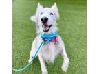 Adopt Sirius a Mixed Breed