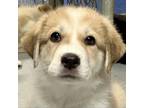Adopt Friday a Great Pyrenees