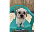 Adopt Orzo a Shih Tzu