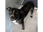 Adopt Chris a Pit Bull Terrier, Mixed Breed