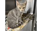 Adopt Merv a Domestic Short Hair