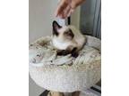 Adopt Lazarus a Domestic Long Hair, Siamese