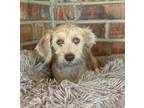 Adopt Sheldon a Yorkshire Terrier, Terrier
