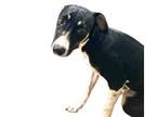 Adopt Bently a Mixed Breed