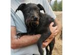 Adopt Rudy a Scottish Terrier, Mixed Breed