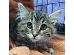 Adopt Parker (Sherk Kitten 14) a Domestic Long Hair, Domestic Short Hair