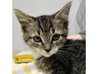 Adopt Mouse (Sherk Kitten 13) a Domestic Medium Hair, Domestic Short Hair