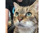 Adopt Boss (lg brown tabby) a Domestic Short Hair
