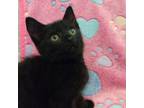 Adopt Vinney (Sherk Kitten 9) a Domestic Short Hair