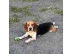 Adopt Jamison a Beagle