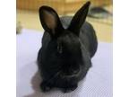 Adopt Link a American