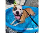 Adopt Oliver a Pit Bull Terrier