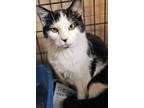 Adopt Doodle a Domestic Short Hair