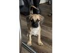 Adopt Eslava a Cairn Terrier