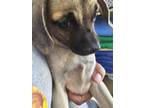 Adopt Perez a Cairn Terrier