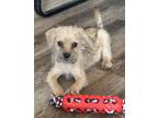 Adopt Espejo a Cairn Terrier